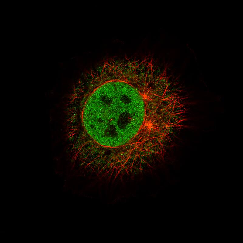 FoxJ1/HFH4 Antibody (CL3989) - BSA Free Immunocytochemistry/ Immunofluorescence: FoxJ1/HFH4 Antibody (CL3989) [NBP2-59032]