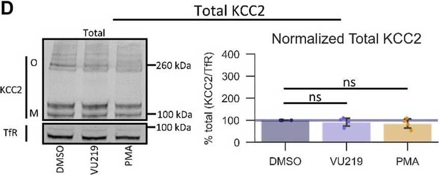 KCC2/SLC12A5 Antibody (S1-12) - BSA Free