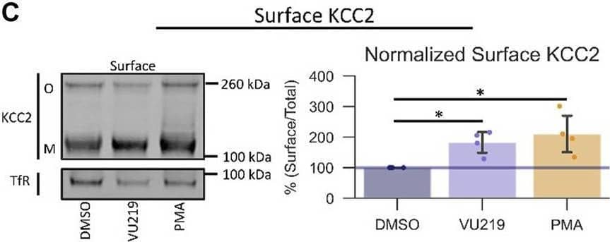 KCC2/SLC12A5 Antibody (S1-12) - BSA Free