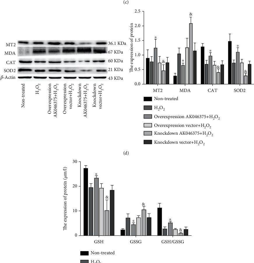 Malondialdehyde Antibody (6H6) - BSA Free