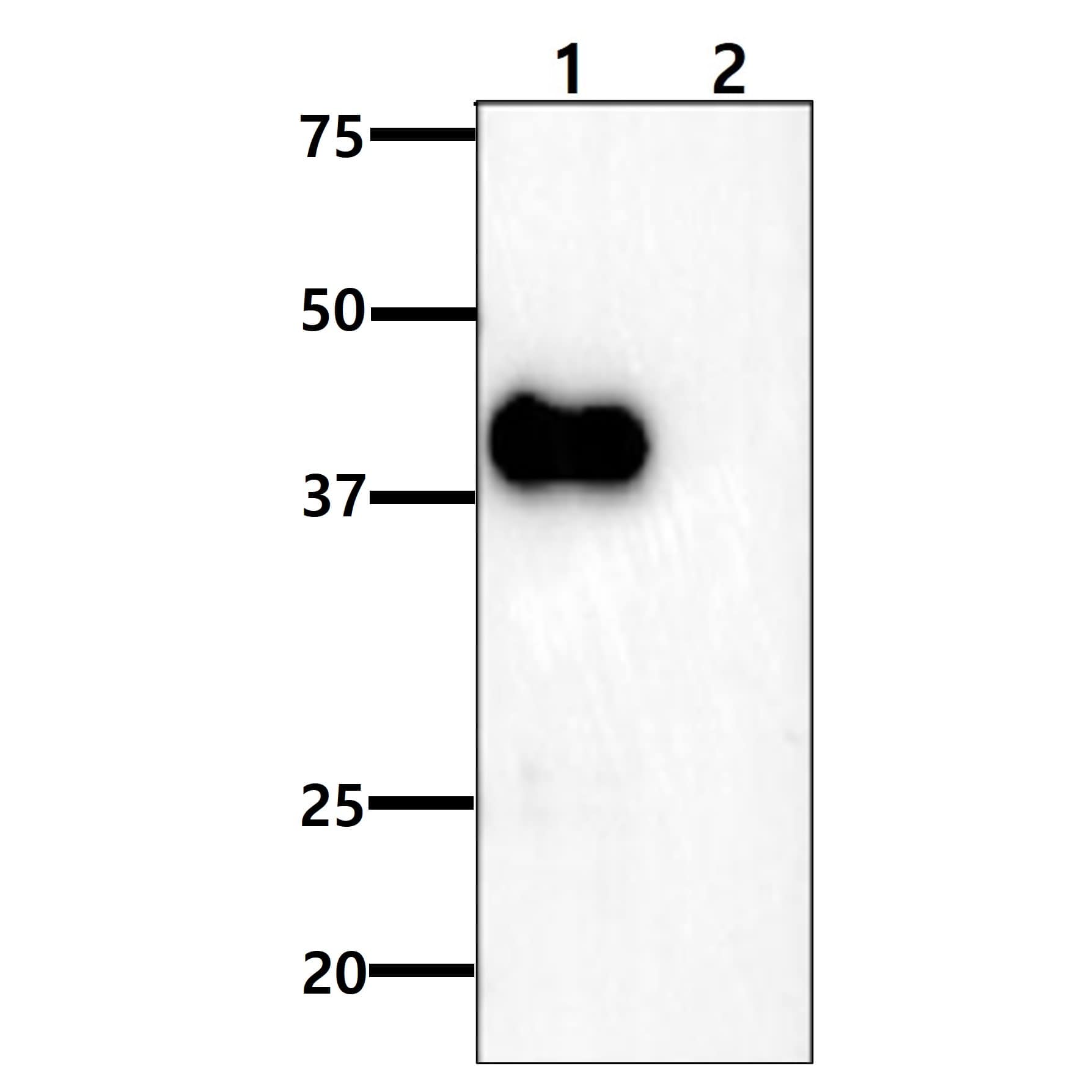 ARG2 Antibody (7F8) - BSA Free Western Blot: ARG2 Antibody (7F8) [NBP2-59406]
