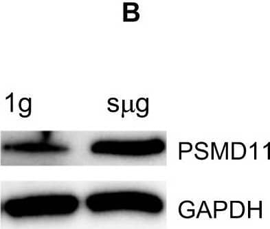 PSMD11 Antibody (2C7) - BSA Free