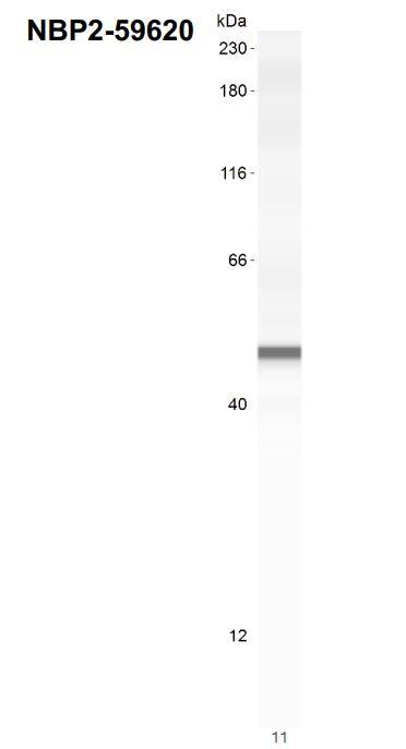 SOX10 Antibody (SOX10/991)
