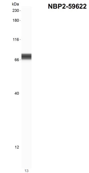 SOX10 Antibody (SOX10/1074)