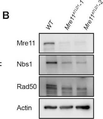 Mre11 Antibody (15B8.1E7.6) - BSA Free
