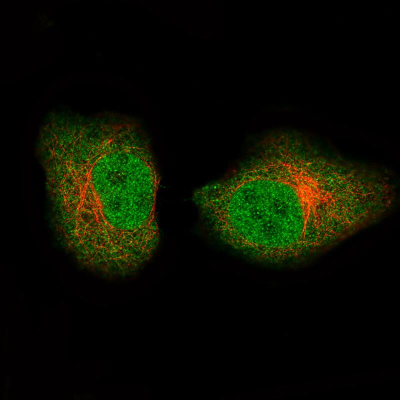 GAPDH Antibody (CL3266) - BSA Free Immunocytochemistry/ Immunofluorescence: GAPDH Antibody (CL3266) [NBP2-59779]