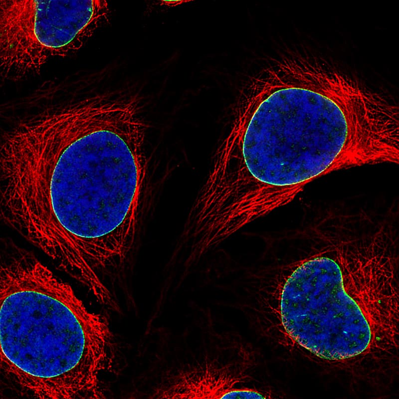 Lamin B1 Antibody (CL3929) - BSA Free Immunocytochemistry/ Immunofluorescence: Lamin B1 Antibody (CL3929) [NBP2-59783]