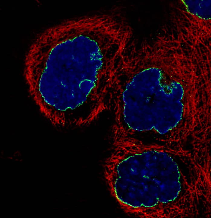 Lamin B1 Antibody (CL3929) - BSA Free