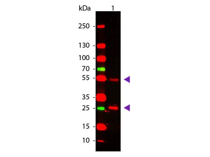 Rabbit anti-Goat IgG (H+L) Secondary Antibody Western Blot: Rabbit anti-Goat IgG (H+L) Secondary Antibody [NBP2-60669] -