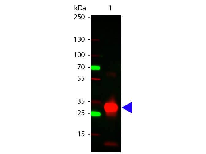 Rabbit anti-Human IgG Fc Secondary Antibody