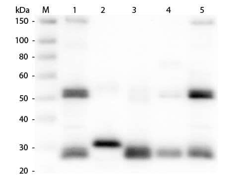Goat anti-Rat IgG (H+L) Secondary Antibody Western Blot: Goat anti-Rat IgG (H+L) Secondary Antibody [NBP2-60689] -
