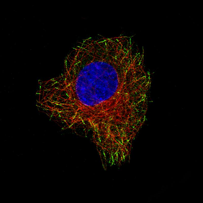 CLIP170 Antibody (CL4851) - BSA Free Immunocytochemistry/ Immunofluorescence: CLIP170 Antibody (CL4851) [NBP2-61144]