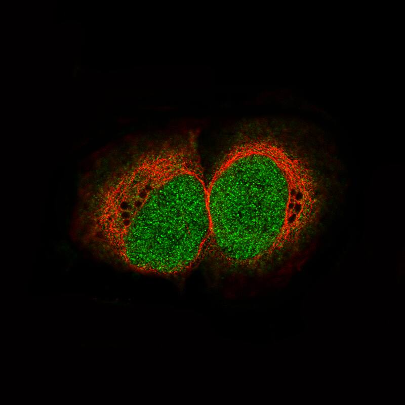 HIST1H3A Antibody (CL4967) - BSA Free Immunocytochemistry/ Immunofluorescence: HIST1H3A Antibody (CL4967) [NBP2-61150]