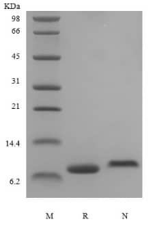 Recombinant Human IGF-I/IGF-1 LR3 Protein