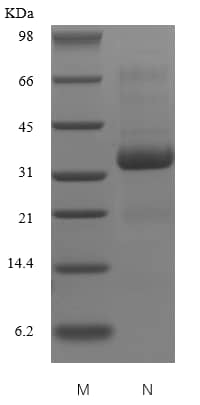 Recombinant Human SPARC Protein