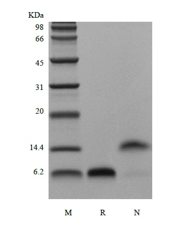 Recombinant Human EGF Protein