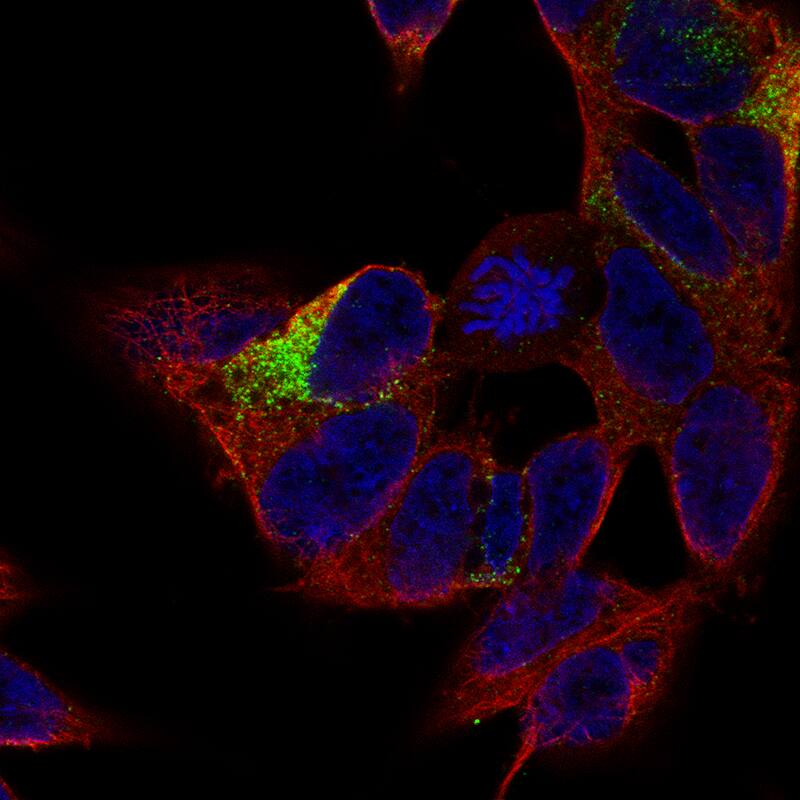 MAP2 Antibody (CL5420) - BSA Free Immunocytochemistry/ Immunofluorescence: MAP2 Antibody (CL5420) [NBP2-61417]