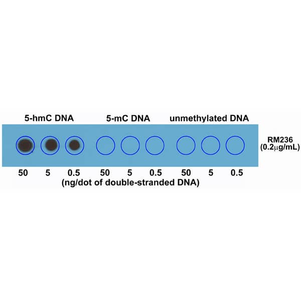 5-hmC Antibody (RM236)