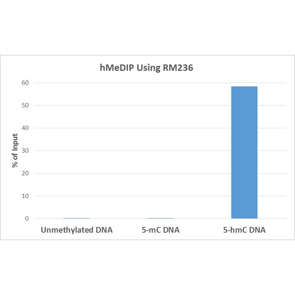 5-hmC Antibody (RM236)
