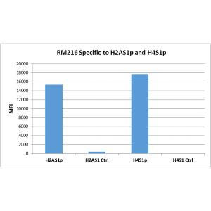 Histone H2AE [p Ser1] Antibody (RM216)