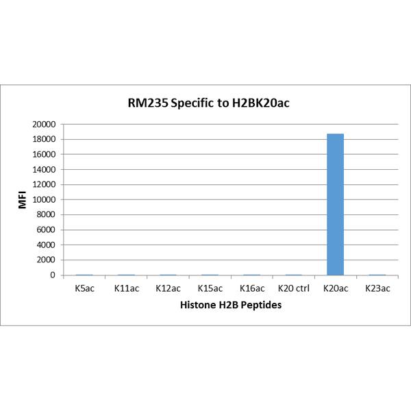 Histone H2B type 1B [ac Lys20] Antibody (RM235)