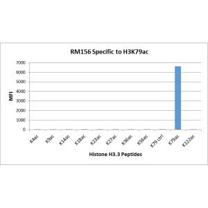 Histone H3 [ac Lys79] Antibody (RM156)