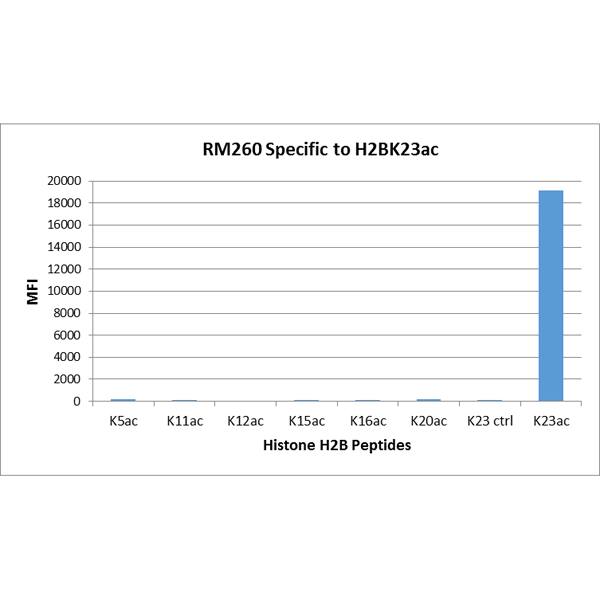 Histone H2B type 1B [ac Lys23] Antibody (RM260)
