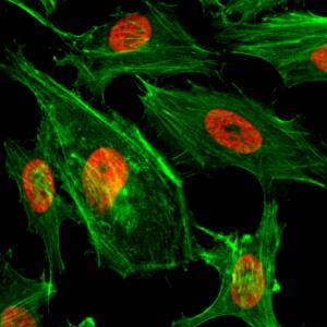 Histone H3 [Dimethyl Lys4] Antibody (RM135)