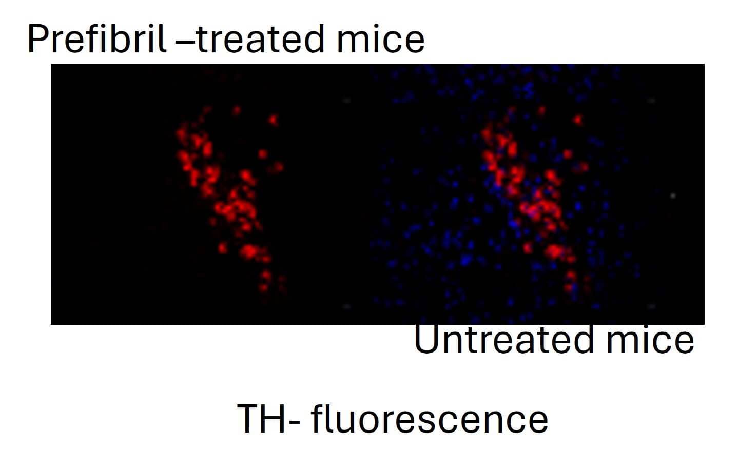 Recombinant Mouse alpha-Synuclein Active, Pre-formed Fibrils, (Type 1) Protein