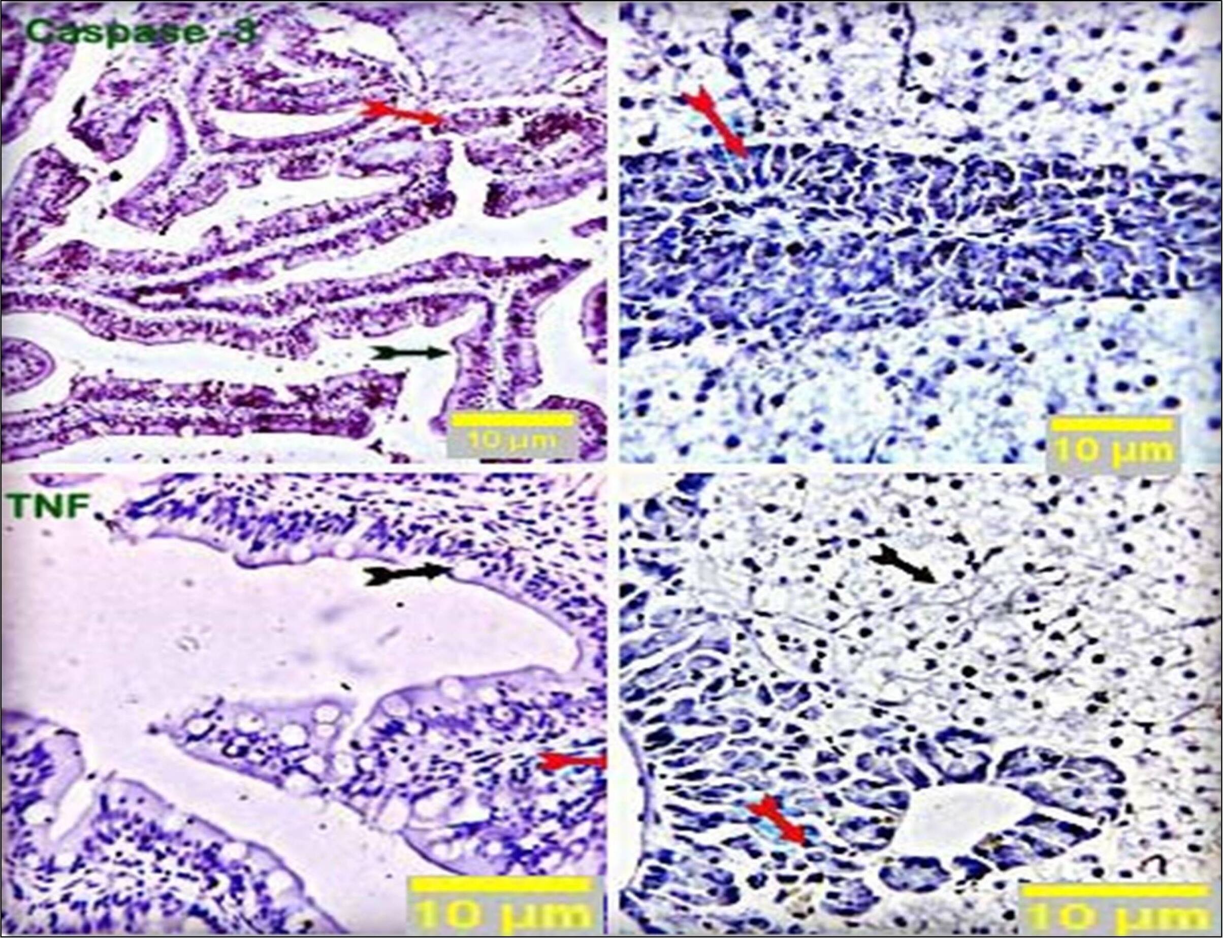 TNF-alpha Antibody (Z74P2C5*A12) - BSA Free