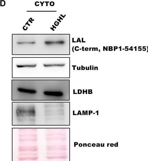LAMP-1/CD107a Antibody (CL3482) - BSA Free