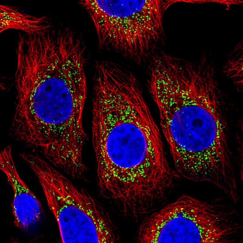 COX4 Antibody (CL3515) - BSA Free Immunocytochemistry/ Immunofluorescence: COX4 Antibody (CL3515) [NBP2-61620]