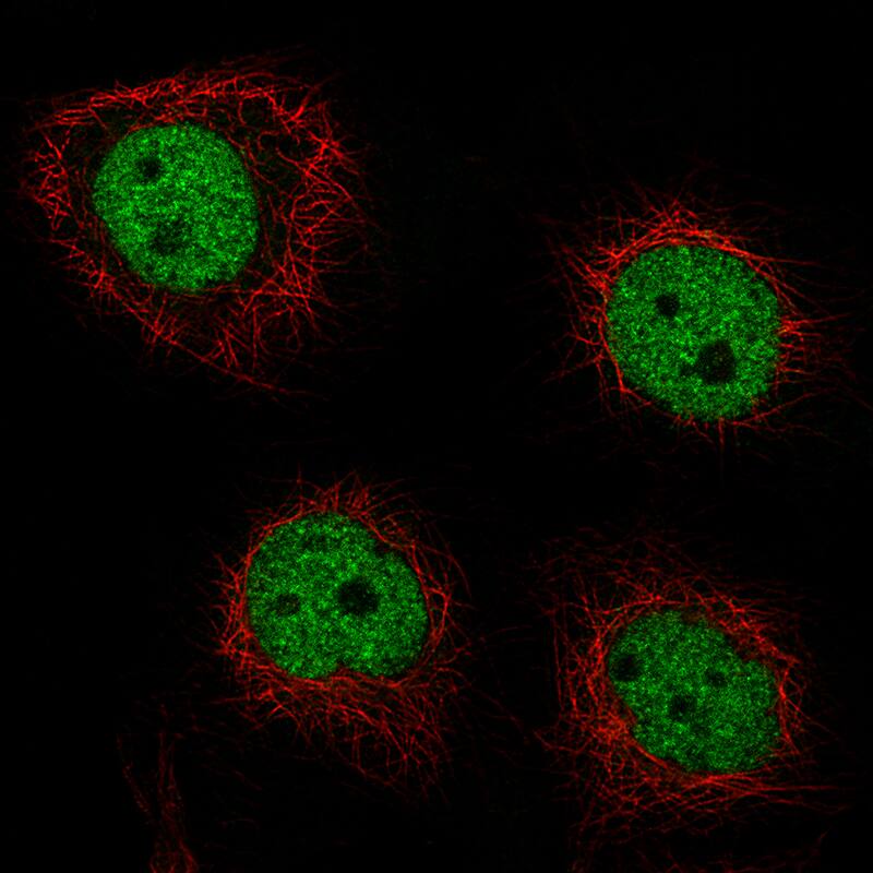 GRHL2 Antibody (CL3760) - BSA Free Immunocytochemistry/ Immunofluorescence: GRHL2 Antibody (CL3760) [NBP2-61634]