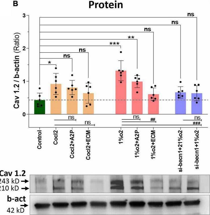 BNIP3 Antibody (6A5F7) - BSA Free
