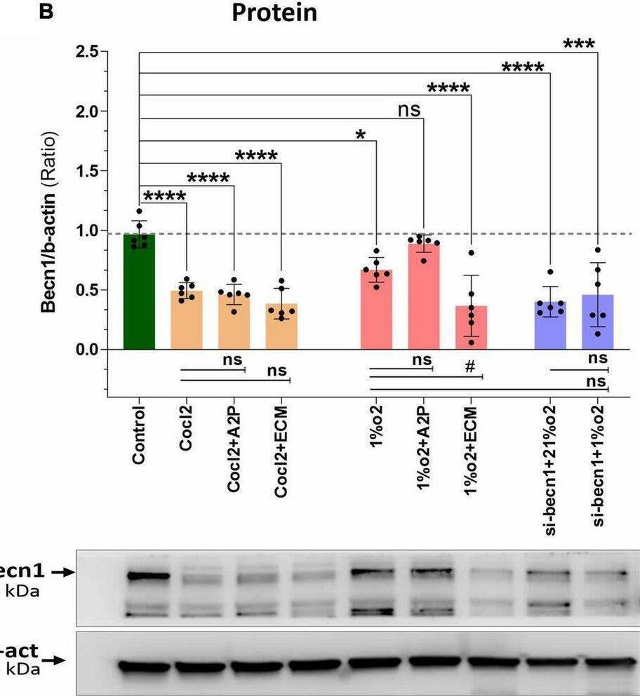 BNIP3 Antibody (6A5F7) - BSA Free