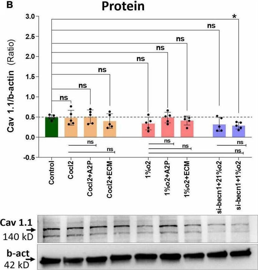 BNIP3 Antibody (6A5F7) - BSA Free