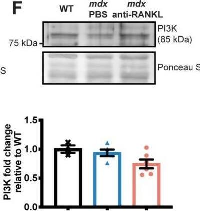 TRANCE/TNFSF11/RANK L Antibody (8A7B9) - BSA Free