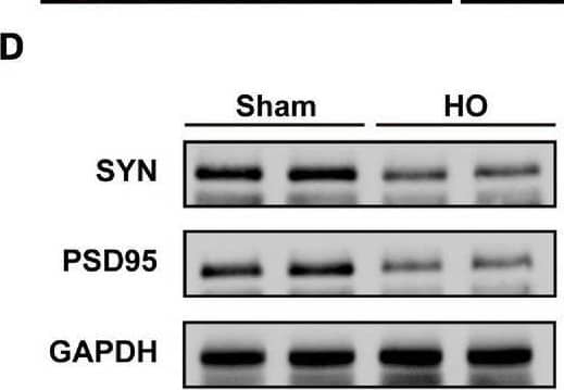 Synapsin I Antibody (7H10G6) - BSA Free