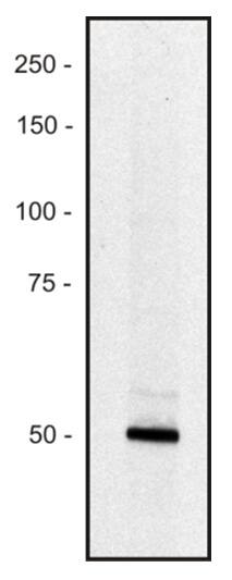 Piccolo Antibody (PCLO-01) Western Blot: Piccolo Antibody (PCLO-01) [NBP2-62209]