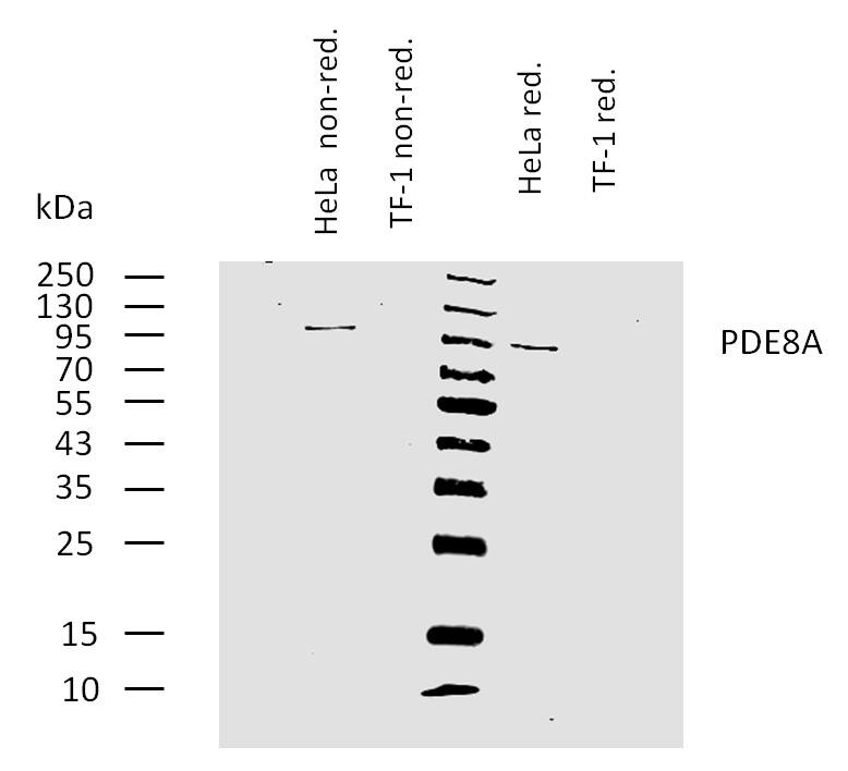 PDE8A Antibody (EM-52) Western Blot: PDE8A Antibody (EM-52) [NBP2-62213]