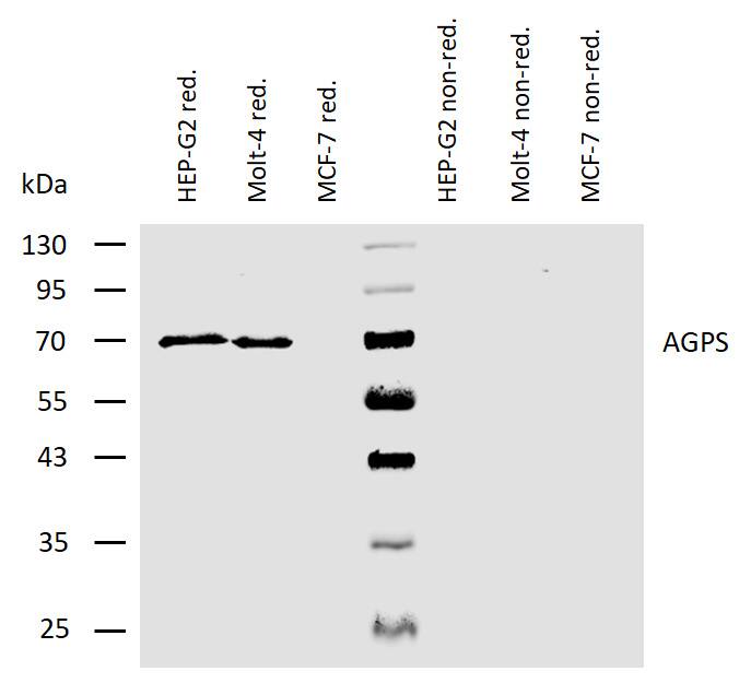 AGPS Antibody (AGPS-03) Western Blot: AGPS Antibody (AGPS-03) [NBP2-62219]