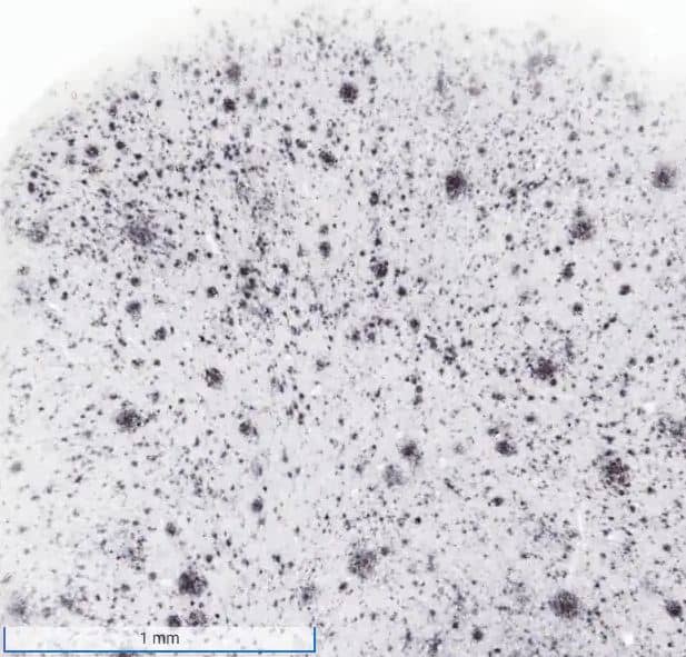 APP Antibody (6E10) - Chimeric - Azide and BSA Free (NBP2