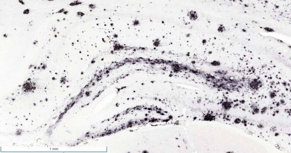 APP Antibody (6E10) - Chimeric - Azide and BSA Free