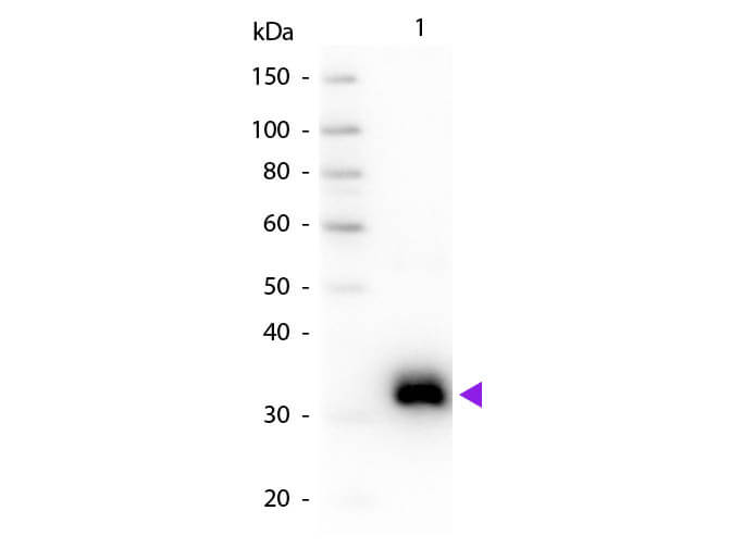 Goat anti-Rat IgG Fc Secondary Antibody