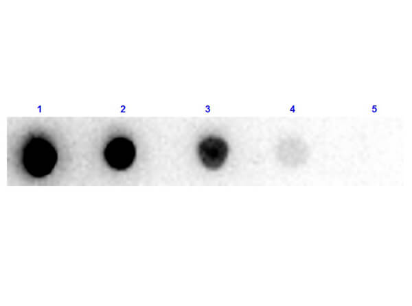 Goat F(ab')2 anti-Mouse IgG (H+L) Secondary Antibody