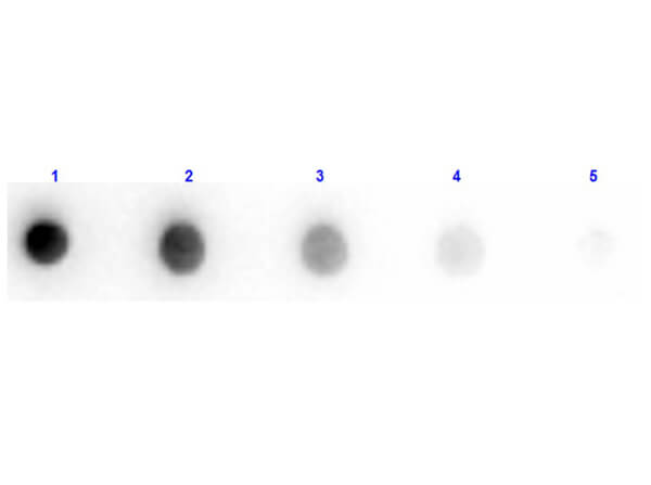 Donkey F(ab')2 anti-Sheep IgG (H+L) Secondary Antibody (Pre-adsorbed)