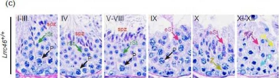LRRC46 Antibody - BSA Free