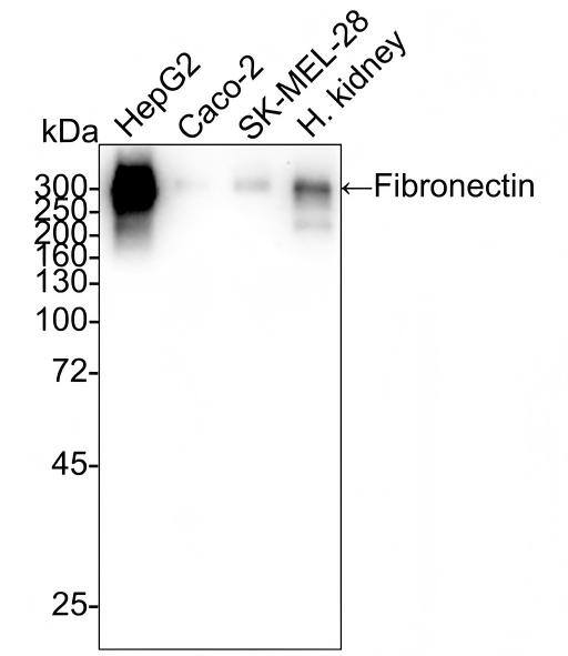 Fibronectin Antibody (JF0582) Western Blot: Fibronectin Antibody (JF0582) [NBP2-66845]