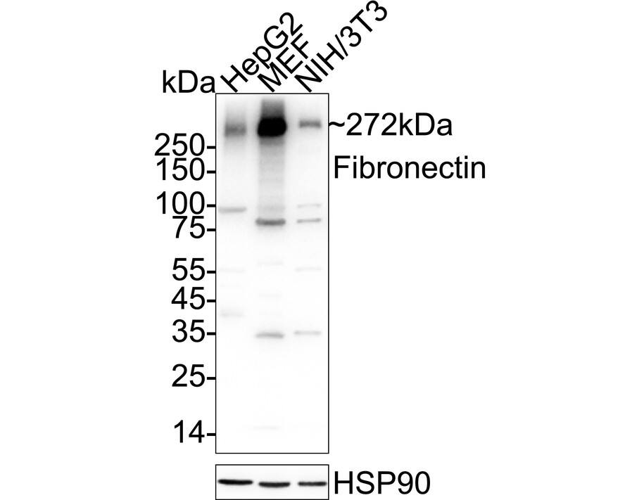 Fibronectin Antibody (JF0582) Western Blot: Fibronectin Antibody (JF0582) [NBP2-66845]