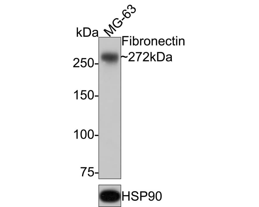Fibronectin Antibody (JF0582) Western Blot: Fibronectin Antibody (JF0582) [NBP2-66845]